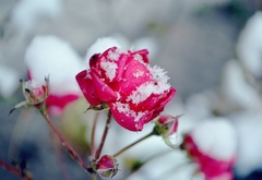 красная, роза, и, снег