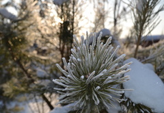 Ёлка, снег, природа