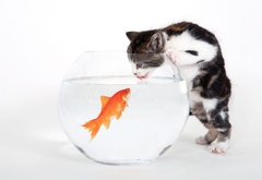 аквариум, рыбка, котик, пьёт, сушняк