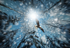 Орлан, полет, среди деревьев