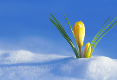 Скоро весна, первый крокус, из под снега
