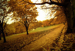 Осень, парк, желтые листья