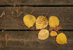 листья, желтые, доски, осень, иглы сосновые, прожилки