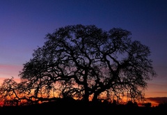 Дерево, на фоне, заката