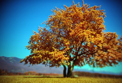 Дерево, крона, осень
