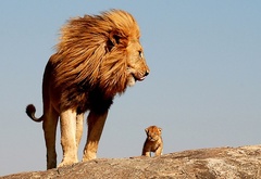 Лев, царь, зверей