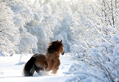 Конь, в зимнем, лесу
