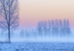Туман, деревья, снег