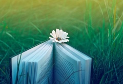 трава, природа, книга, цветок, настроение