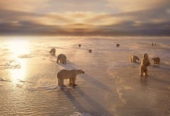 белые, медведи, белый медведь, лед, антарктида
