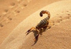 Скорпион, горячий, песок