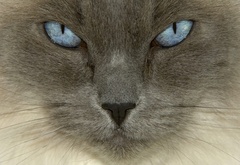 голубой, кот, с, голубыми, глазами