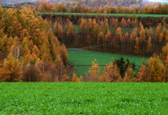 зелёное, поле, лес, холмы, осень