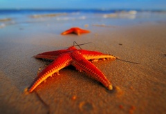 Морская, звезда, на берегу моря