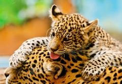 Леопард, котенок, мама