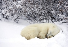 белый, ведмедь, спит, сугро, снег, зима