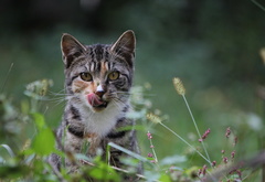 Мария Кравченко, котик, кот, трава, язык