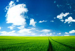 небо, облака, трава, поле, поляна, тропинка, горизонт