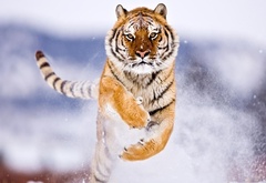 Амурский тигр, снег, взгляд