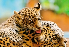 леопард, уши, язык