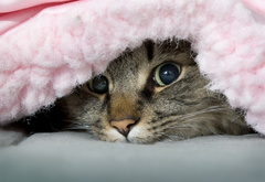 кот, одеяло, озорник