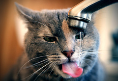 кот, котэ, кошка, пьет, вода