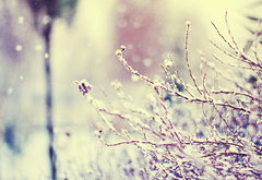 природа, ветки, снег, зима