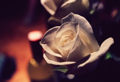 белая, роза, цветок, макро