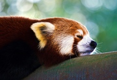 животное, малая, панда, сон, дерево