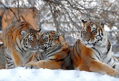 Тигры, зима, зоопарк