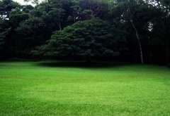Парк, зеленый, газон
