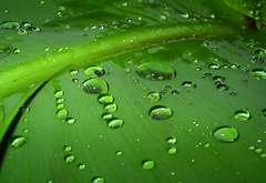 Капли, дождя, на зеленом листе