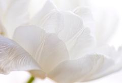 тюльпан, белый, цветок, нежность