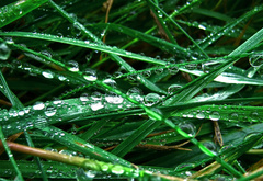 Трава, после, дождя