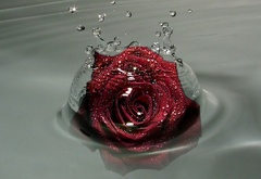 Бутон, розы, вода, капли