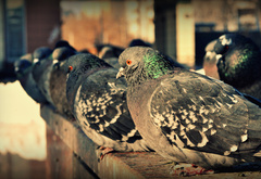 голуби, птицы, улица, утро