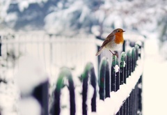 зима, природа, снег, забор, птичка