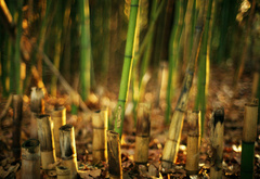 природа, бамбук, боке, размытость