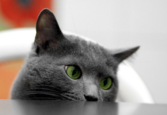 кот, глаза, зеленые