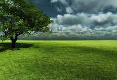 дерево, зелень, трава