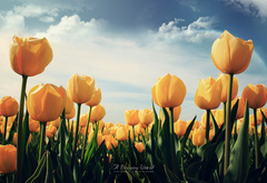 Весна, желтые, тюльпаны