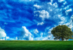 Дерево, поле, облака