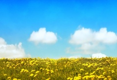 Желтое, поле, цветущие, одуванчики