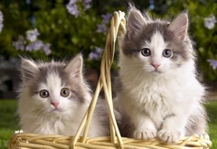 Kittens, two, two-color, fluffy, basket, котята, двое, двухцветные, пушистые, корзина