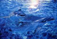 Арт, дельфины, море