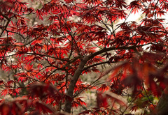 Осень, красные, листья