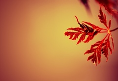 Листья, Макро, Red, Orange