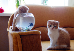 котята, аквариум, рыбка, котенок