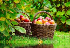 Сад, корзины, с яблоками