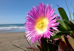 цветок, берег, море
